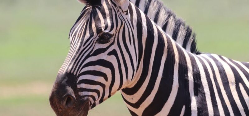 Addo Elephant National Park Private Full-Day Safari - Dining Experience