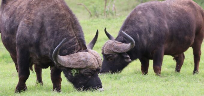 Addo Elephant National Park Private Full-Day Safari - Frequently Asked Questions