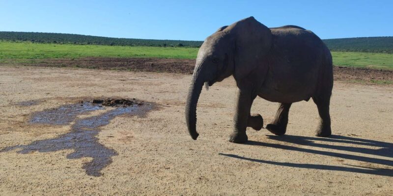 : Addo Elephant National Park Safari - Good To Know