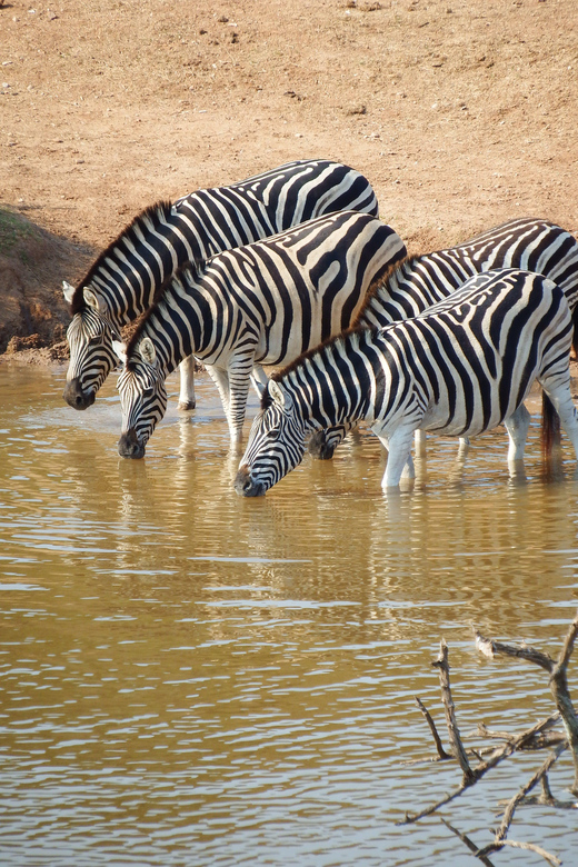 : Addo Elephant National Park Safari - Itinerary and Experience