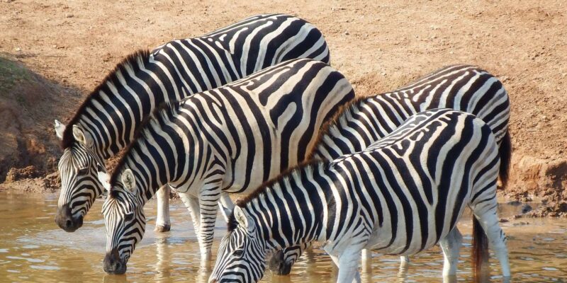 : Addo Elephant National Park Safari - What to Bring and Expect