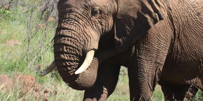 : Addo Elephant National Park Safari - The Sum Up
