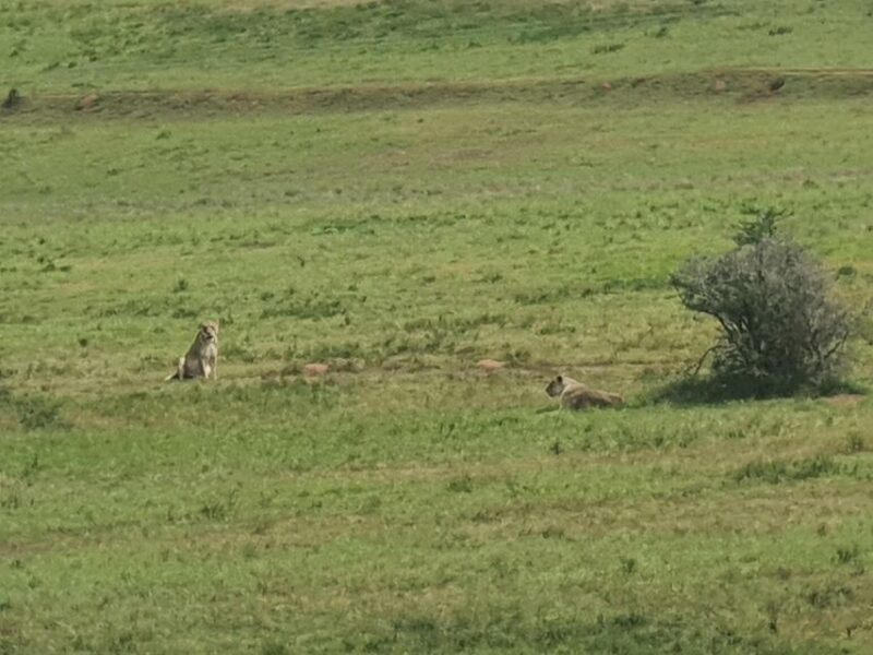 Addo Elephant National Park Tour - Good To Know