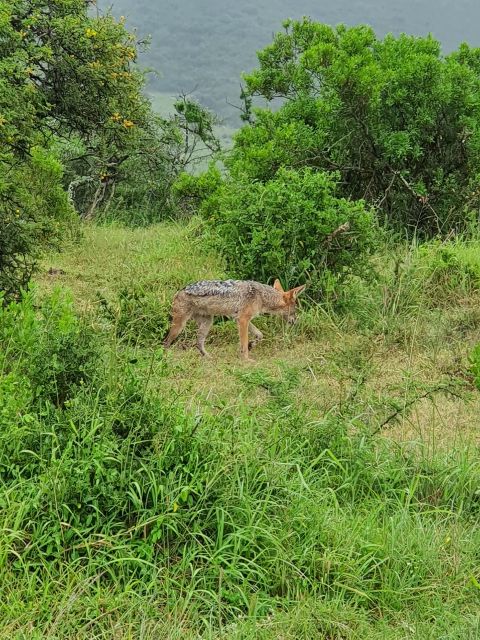 Addo Elephant National Park Tour - Highlights of the Experience