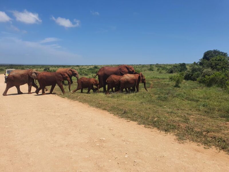 Addo Elephant National Park Tour - Itinerary Breakdown