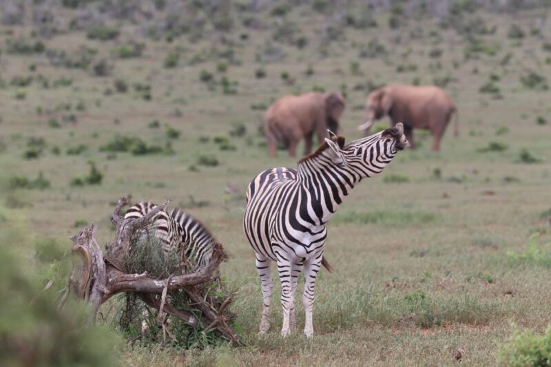 Addo Elephant Park and Giraffe Walk Full Day Safari - Good To Know