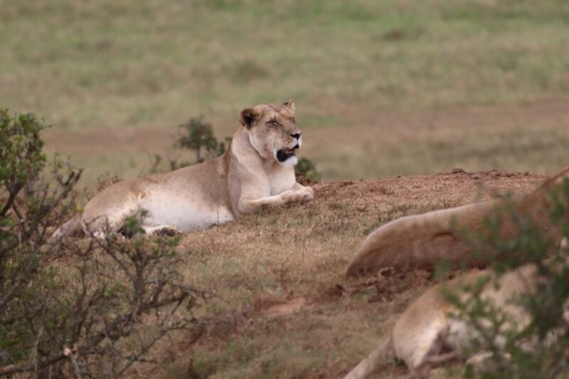 Addo Elephant Park and Giraffe Walk Full Day Safari - South African Braai Lunch
