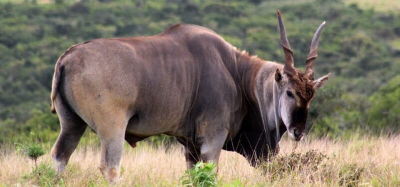 Addo Elephant Park and Giraffe Walk Full Day Safari - Transportation and Pickup Details