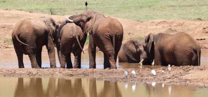 Addo Elephant Park and Giraffe Walk Full Day Safari - Frequently Asked Questions