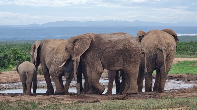 Addo Elephant Park and Giraffe Walk Private Full Day Safari - Good To Know