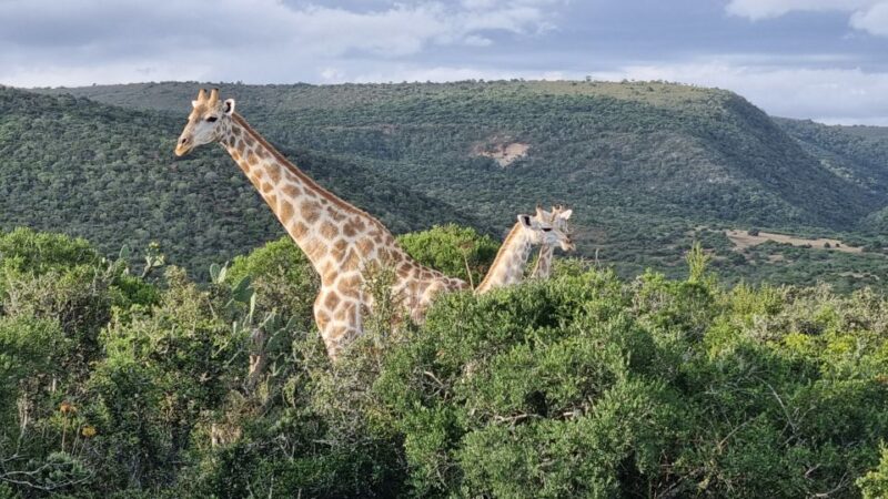 Addo Elephant Park and Giraffe Walk Private Full Day Safari - Pickup and Dropoff Options