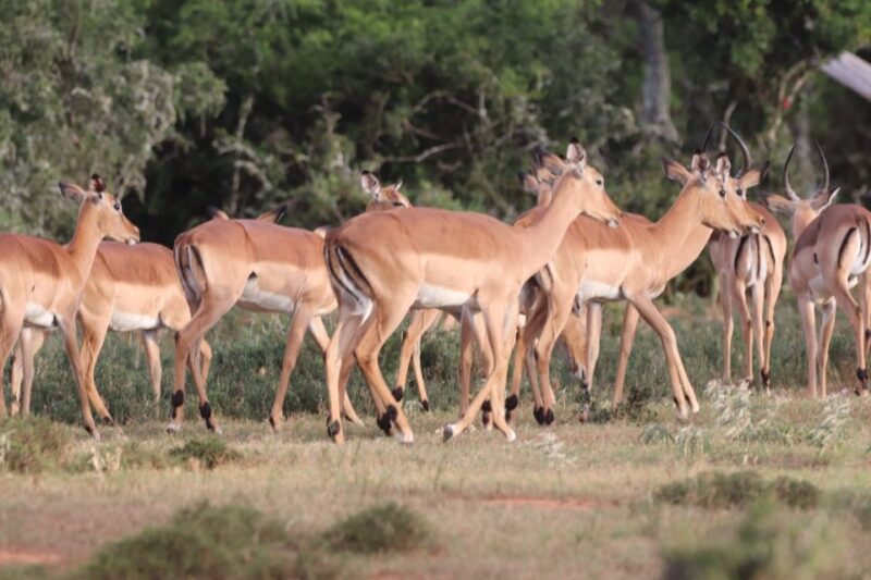 Addo Elephant Park and Giraffe Walk Private Full Day Safari - Guided Tour in Addo