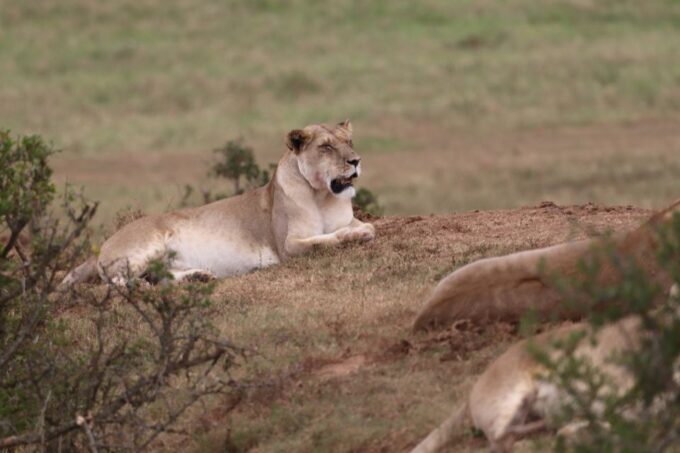 Addo Elephant Park and Giraffe Walk Private Full Day Safari - Lunch and Refreshments