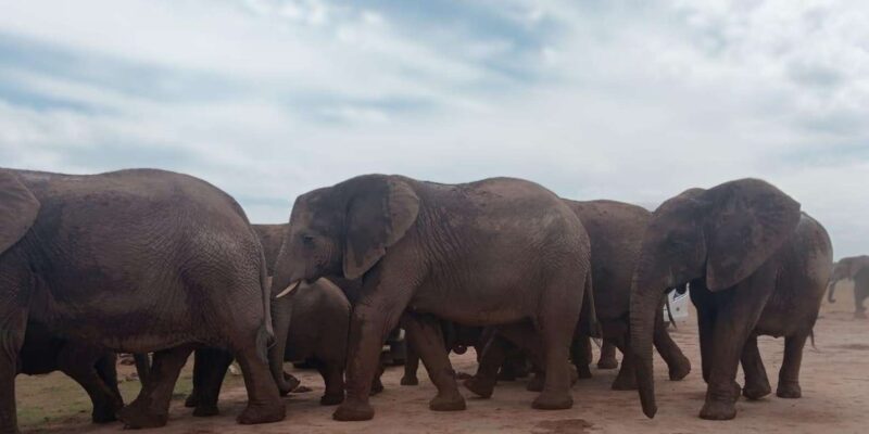 Addo Elephant Park:Safari Tour Meet Big 5 to Be Satisfied - Good To Know