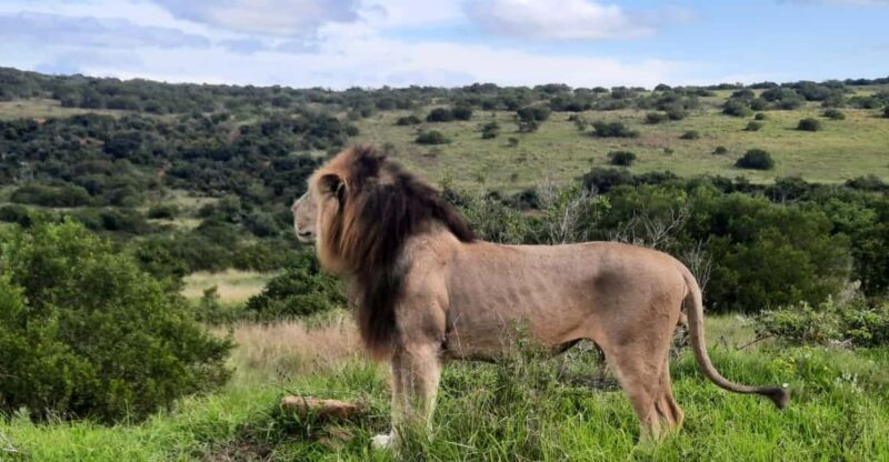 Addo Elephant Park:Safari Tour Meet Big 5 to Be Satisfied - Experience Highlights