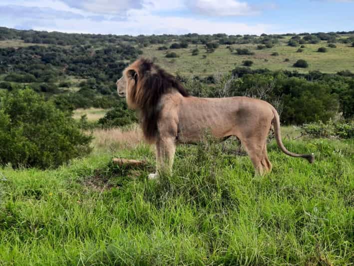 Addo Elephant Park:Safari Tour Meet Big 5 to Be Satisfied - Booking Information