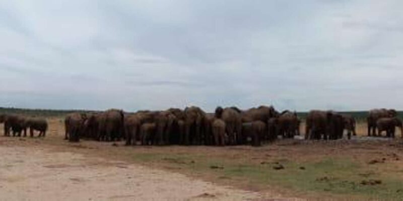 Addo Elephant Park:Safari Tour Meet Big 5 to Be Satisfied - Accessibility and Restrictions