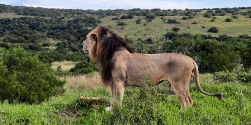 Addo Elephant Park:Safari Tour Meet Big 5 to Be Satisfied - What to Bring and Not Allowed