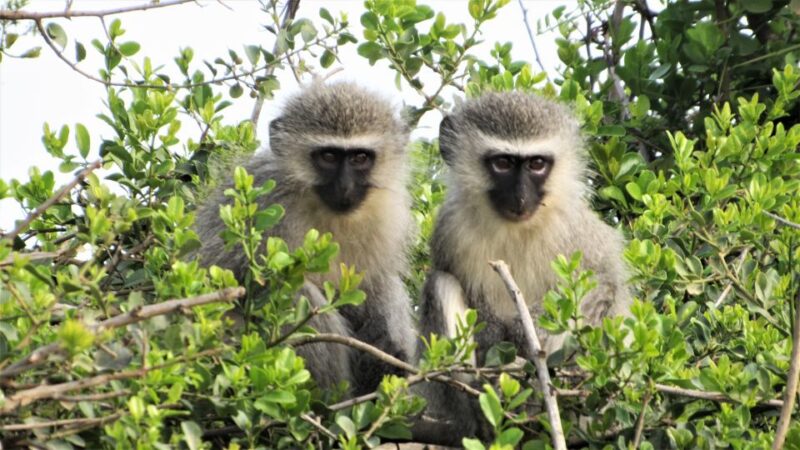 Addo River Safari - Guided Tour via Canoe - Booking Details