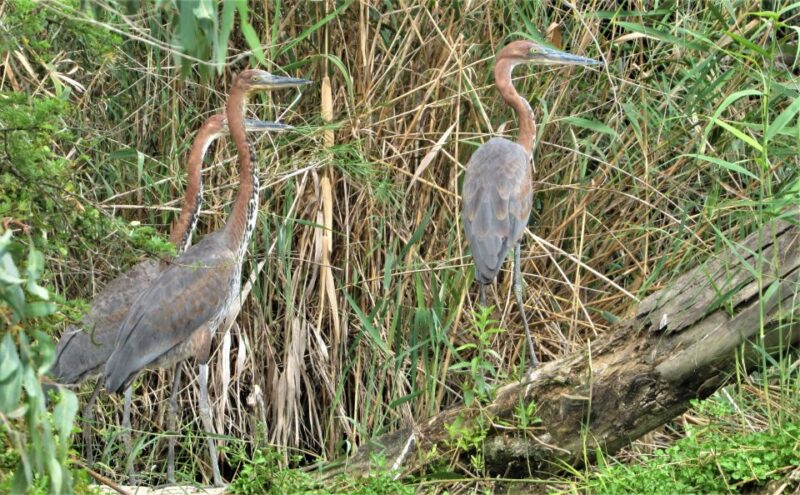 Addo River Safari - Guided Tour via Canoe - Included Amenities