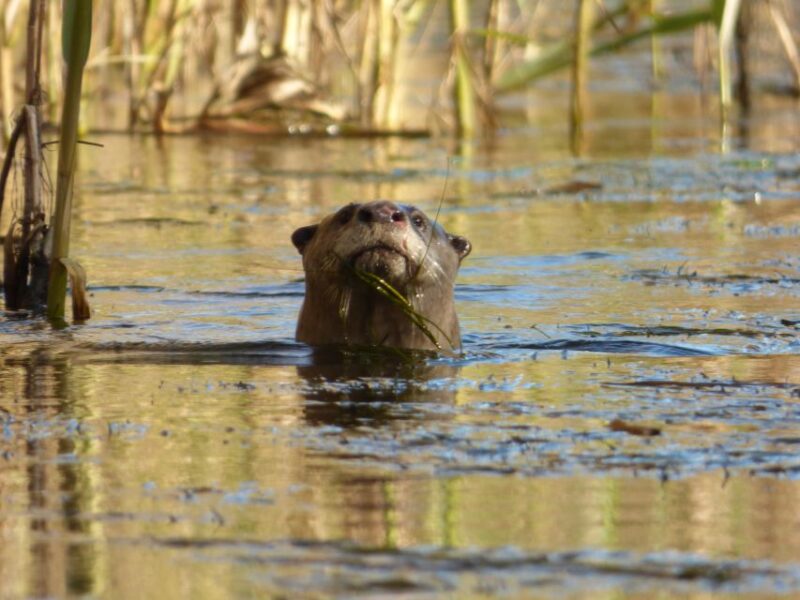 Addo River Safari - Guided Tour via Canoe - Getting to the Meeting Point