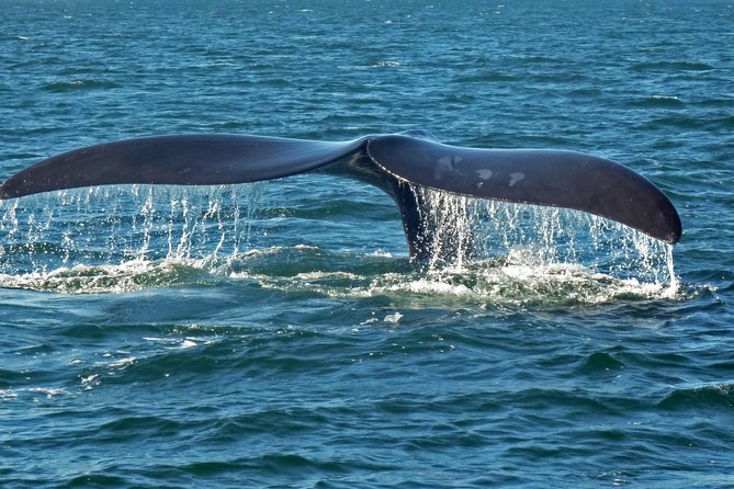 ADDO to CAPE TOWN: Addo - Garden Route - Route 62 - Winelands (6 Days) - Uncovering the Unique Local Culture