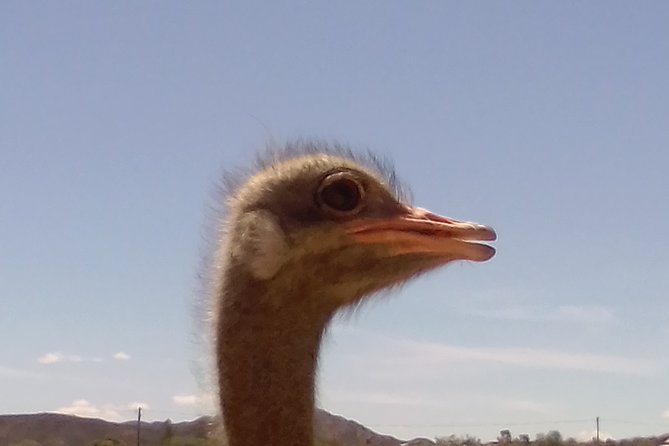 ADDO to CAPE TOWN: Addo - Garden Route - Route 62 - Winelands (6 Days) - Frequently Asked Questions