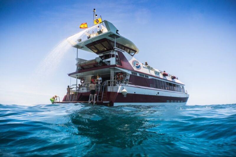 Adeje: Whale and Dolphin Watching Cruise With Lunch and Swim - Key Points