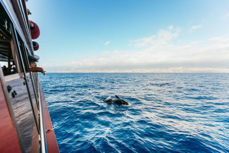 Adeje: Whale and Dolphin Watching Cruise With Lunch and Swim - Cruise Itinerary