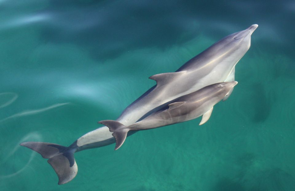 Adelaide: 3.5-Hour Guaranteed Wild Dolphin Watching Cruise - Customer Reviews and Testimonials