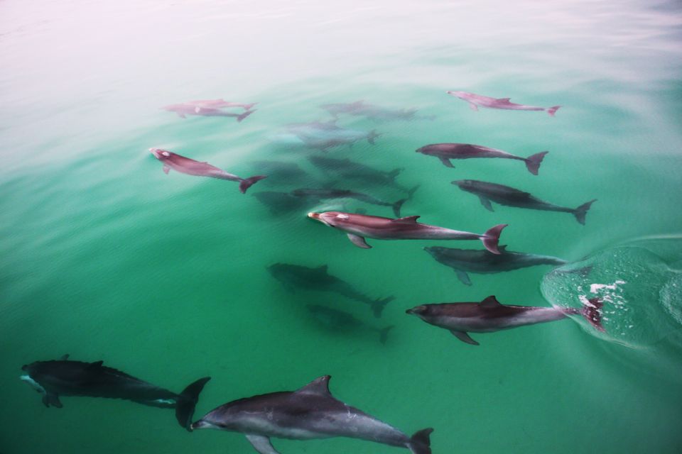 Adelaide: 3.5-Hour Guaranteed Wild Dolphin Watching Cruise - Frequently Asked Questions