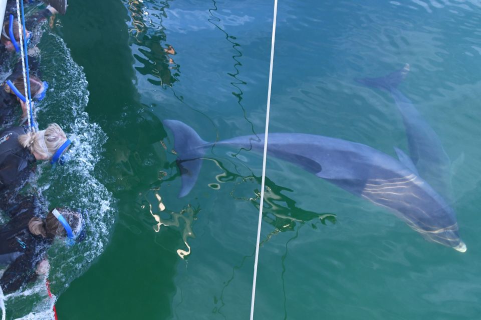 Adelaide: 3.5-Hour Swimming With Dolphins Experience - Key Points