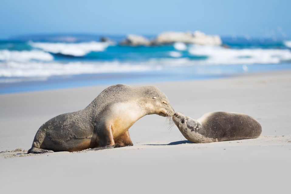 Adelaide: 3-Day Kangaroo Island Adventure Tour With Camping - Key Points