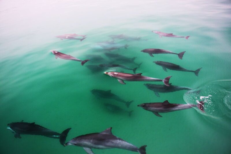Adelaide: 4-Hour Guaranteed Wild Dolphin Watching Cruise - Authentic Encounters: What Travelers Say