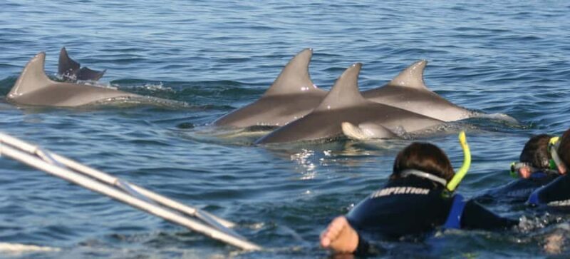 Adelaide: 4-Hour Swimming with Dolphins Experience - Key Points