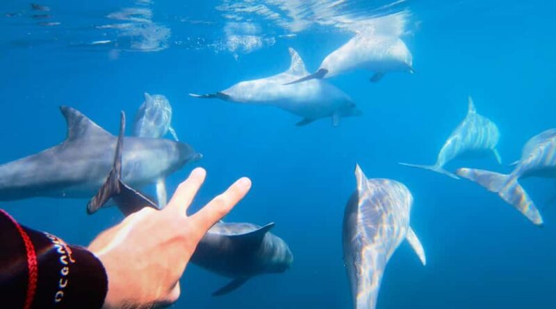 Adelaide: 4-Hour Swimming with Dolphins Experience - In-Depth Look at the Experience