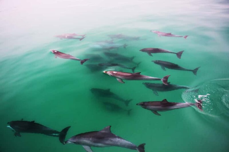 Adelaide: 4-Hour Swimming with Dolphins Experience - Who Will Enjoy This Tour Most?