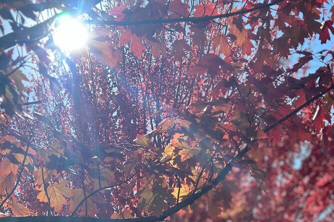 Adelaide City Highlights via Hahndorf Half-Day Tour - What to Expect from the Tour: A Detailed Breakdown