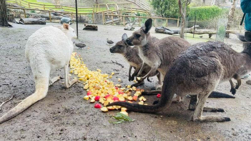 Adelaide Cruise Ship Tours - Key Points