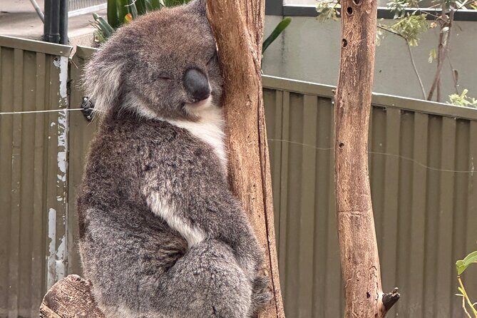 Adelaide Cruise Ship Tours to Hahndorf & Hills Wildlife Wonders - Key Points