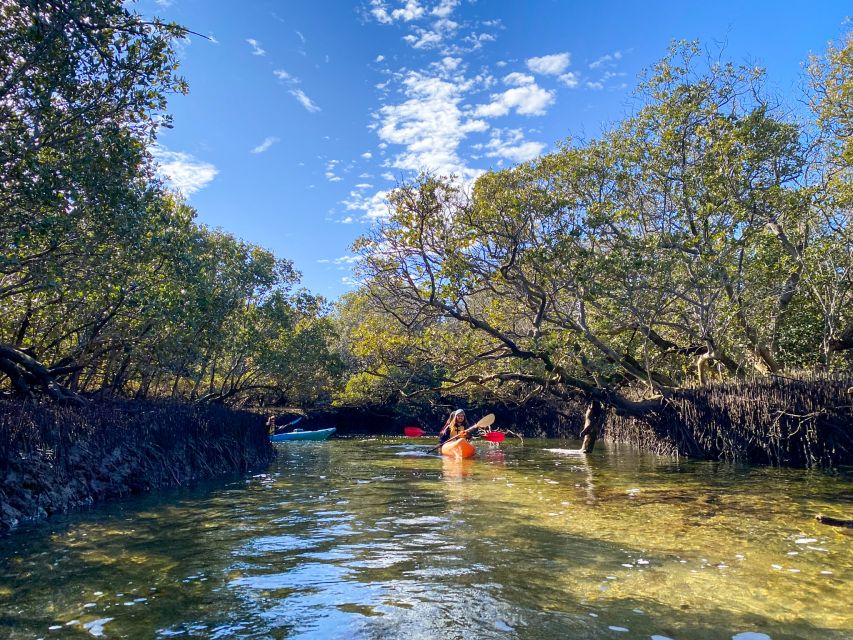 Adelaide: Dolphin Sanctuary 1 or 2-Person Kayak Rental - Rental Options