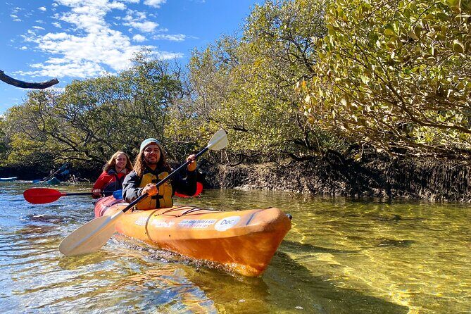 Adelaide Dolphin Sanctuary Mangroves Kayaking Tour - Key Points