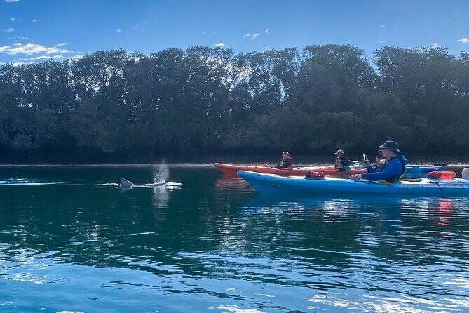Adelaide Dolphin Sanctuary Mangroves Kayaking Tour - An Introduction to Adelaide’s Unique Coastal Ecosystem
