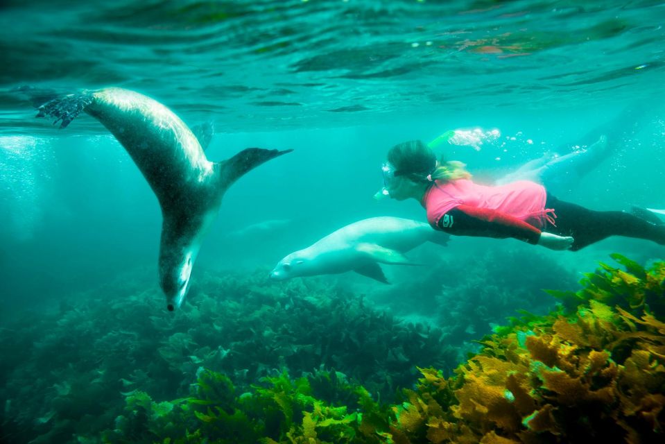 Adelaide: Eyre Peninsula and Flinders Ranges Adventure Trip - Detailed Itinerary
