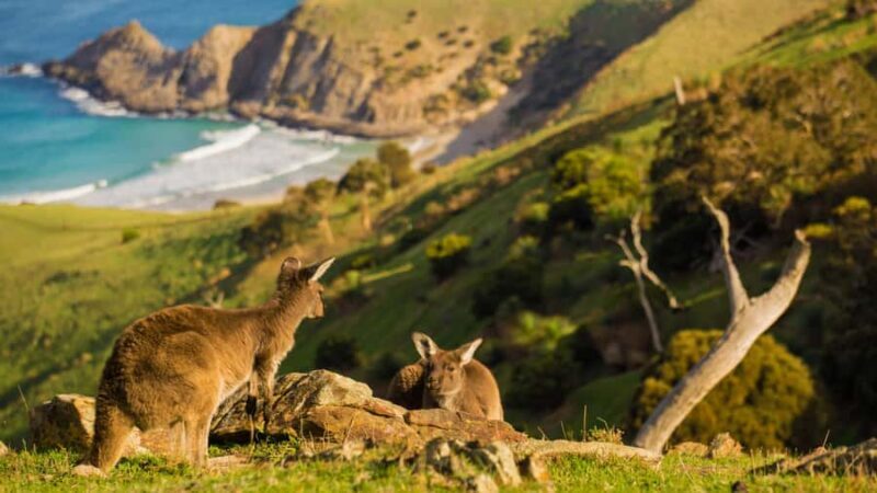 Adelaide: Fleurieu Gourmet 4-Day Walking Tour - Practical Considerations and Value