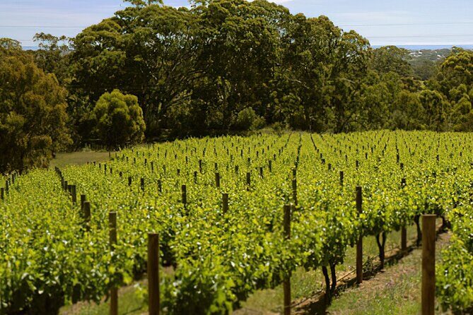 Adelaide Hills Divine Wine Tour - What the Reviews Say  