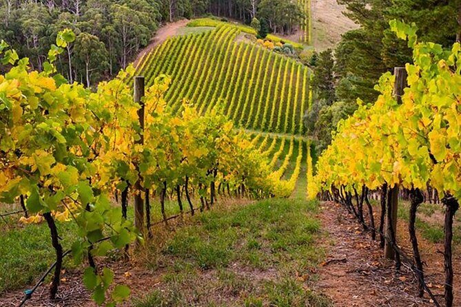 "Adelaide Hills Escape: Wine, Scenery, and Charm" - What Makes This Tour Special  