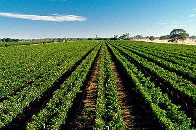 Adelaide Hills Wine Tour - Key Points  