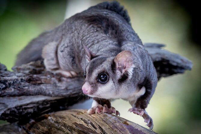 Adelaide Hills Wine & Wildlife Private Tour, inc Hahndorf & lunch - The Itinerary in Detail