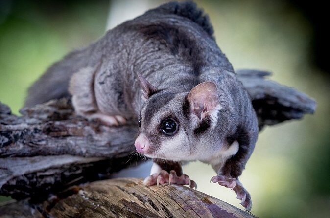 Adelaide Hills Wine & Wildlife Private Tour, inc Hahndorf & lunch - Authentic Feedback from Participants